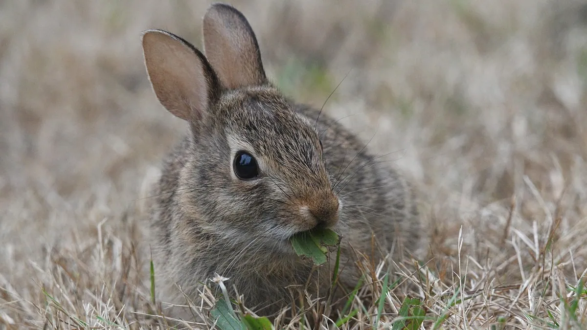 How to Help a Rabbit Gain or Lose Weight Safely