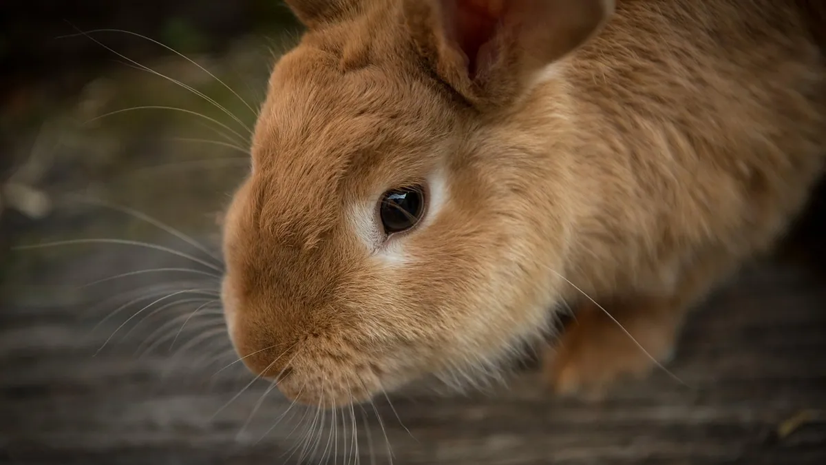 Why Does My Rabbit Grind Her Teeth When Petted?
