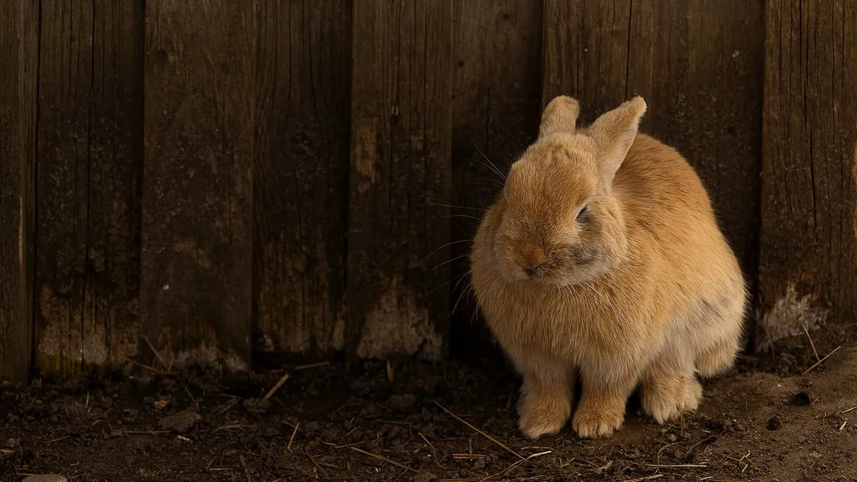Why Does My Rabbit Make Grunting, Honking, or Squeaking Noises?