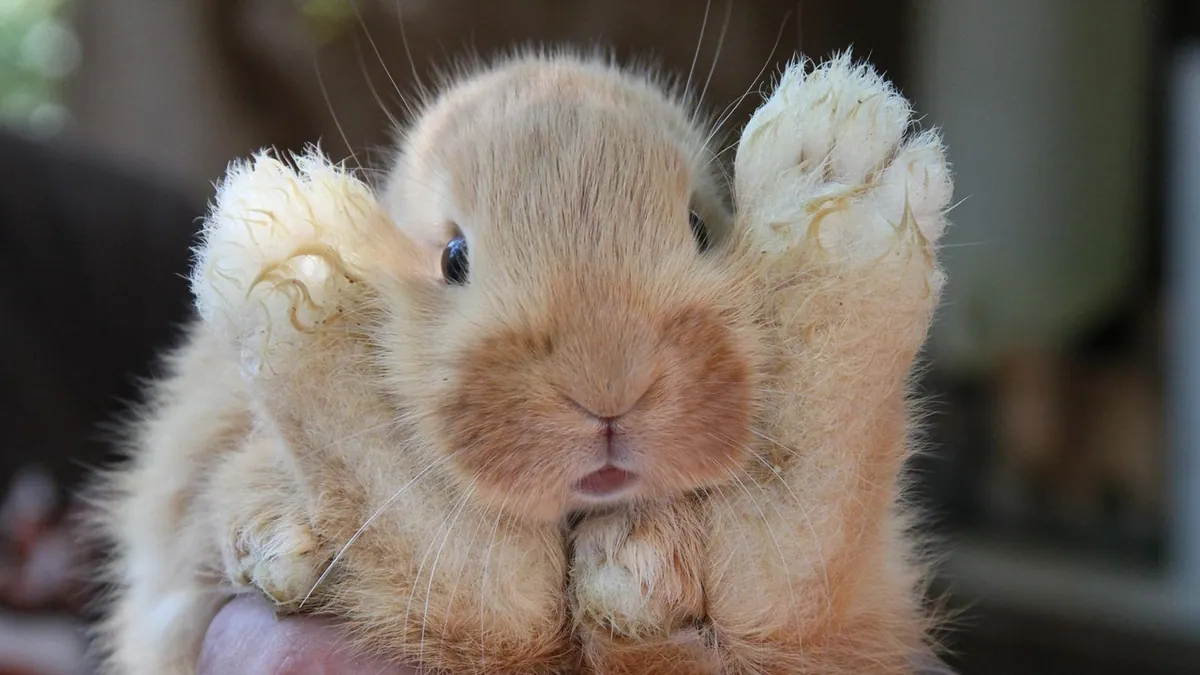 Why Does My Rabbit Grunt or Vibrate When I Pet Him?