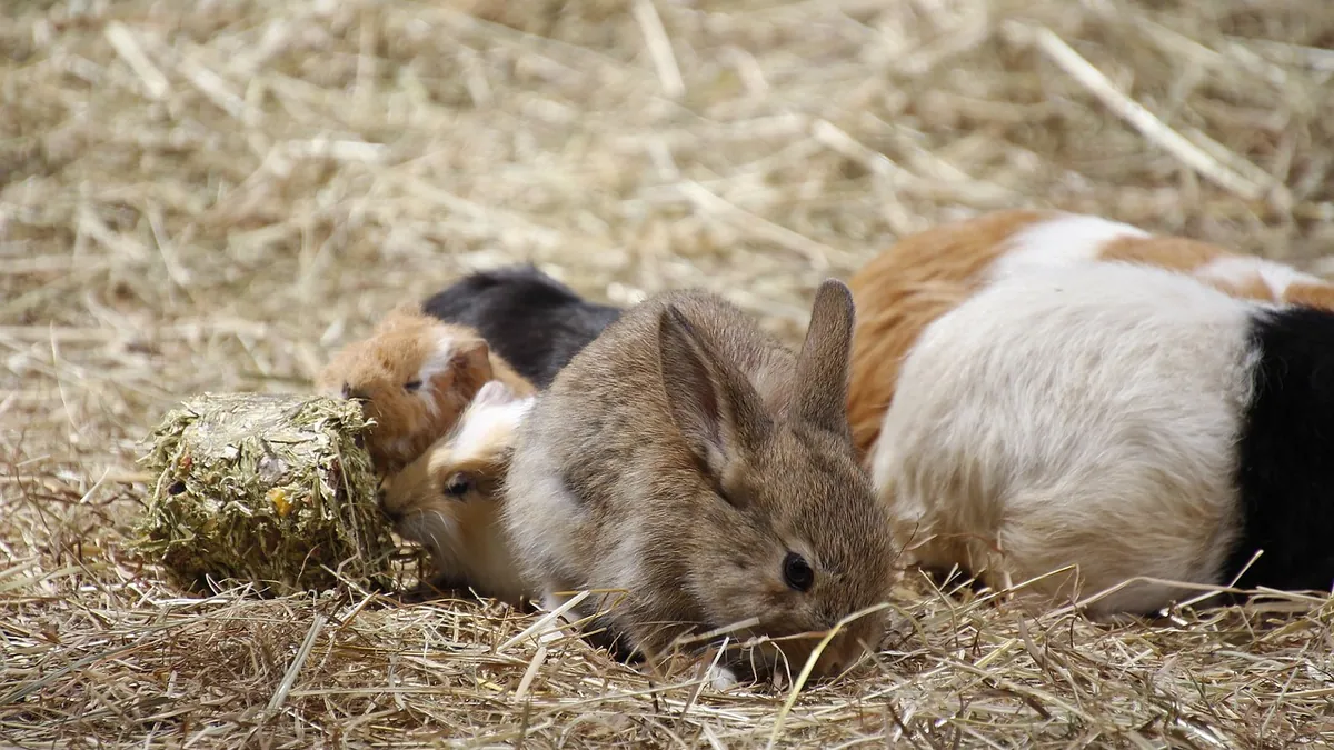Why Is My Rabbit or Guinea Pig Always Hungry?