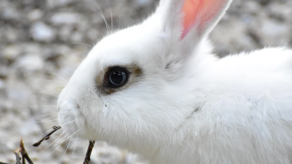 Is It Normal for Rabbits and Guinea Pigs to Have Eye Boogers?