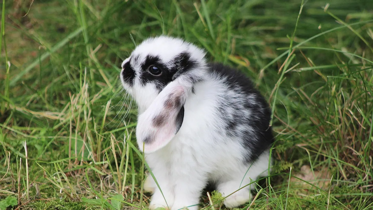 Why Is My Rabbit or Guinea Pig Grunting?