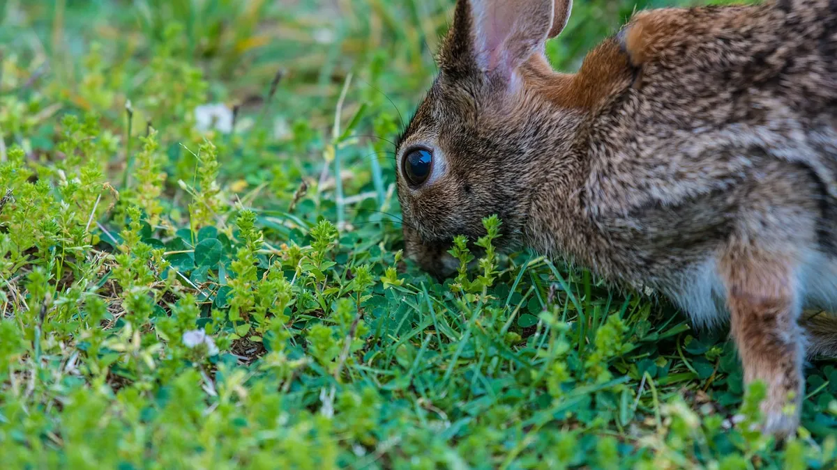 Why Is My Rabbit or Guinea Pig Digging?