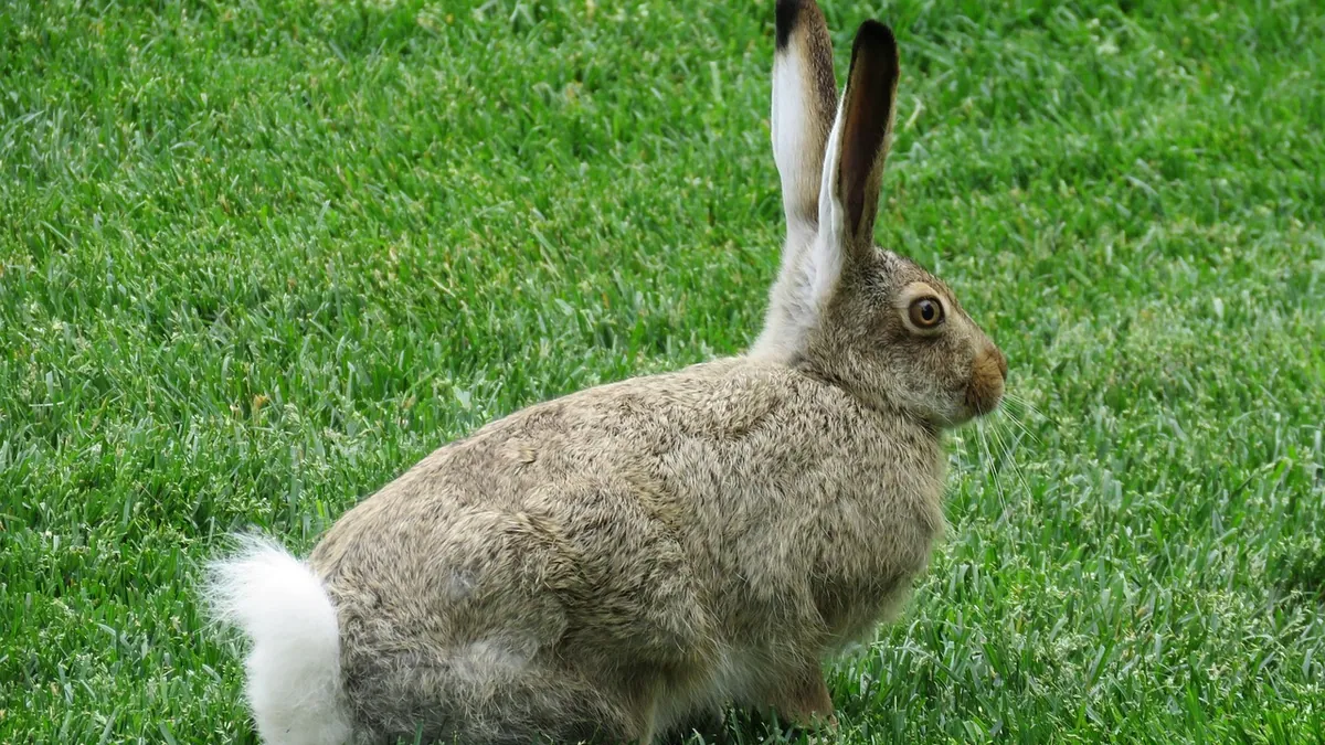 Is It Normal for Rabbits and Guinea Pigs to Shed a Lot?