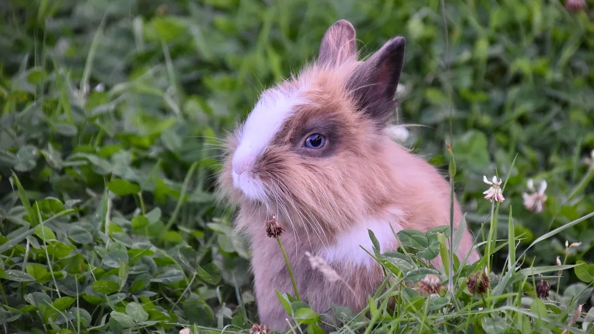 Why Does My Rabbit or Guinea Pig Twitch? Normal vs Not