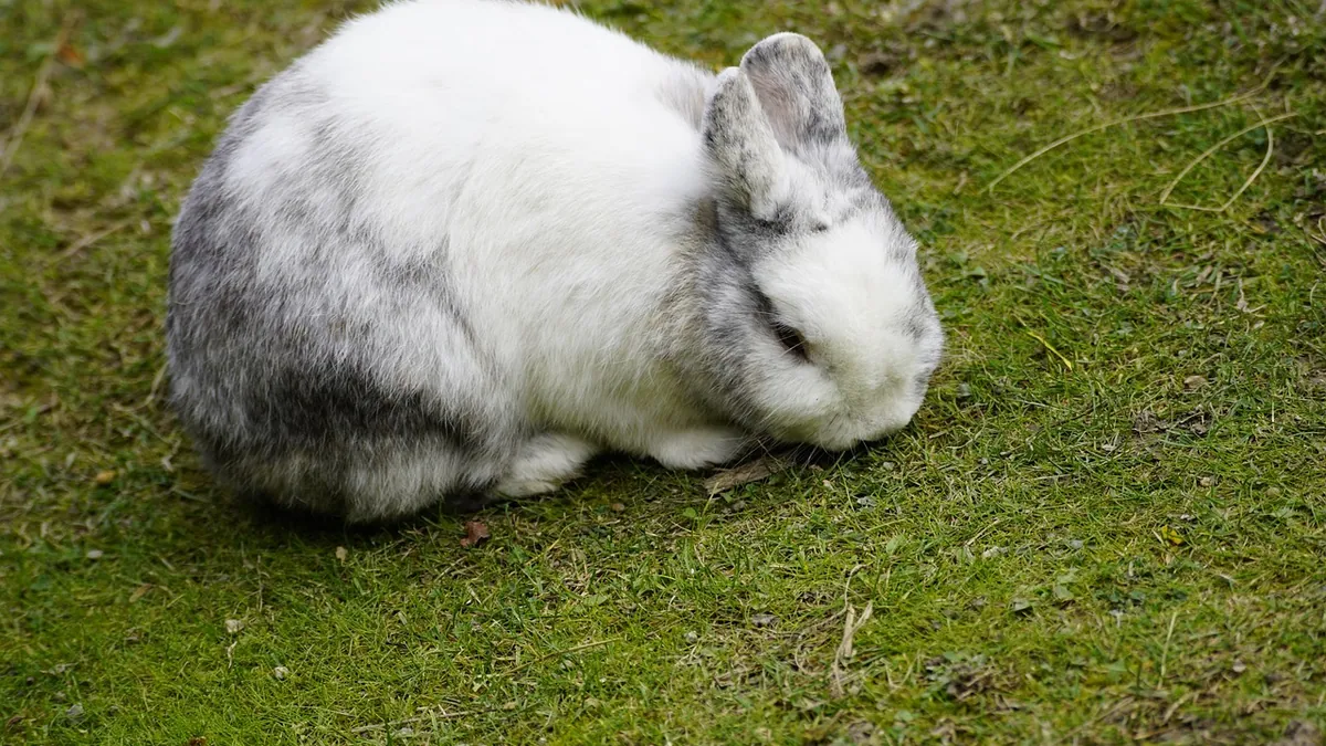 Is It Normal for Rabbits and Horses to Pant?