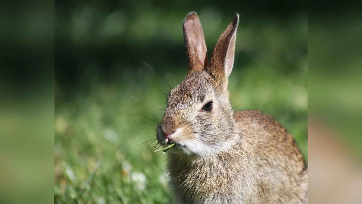 Why Is My Rabbit Itching So Much? Causes and Relief