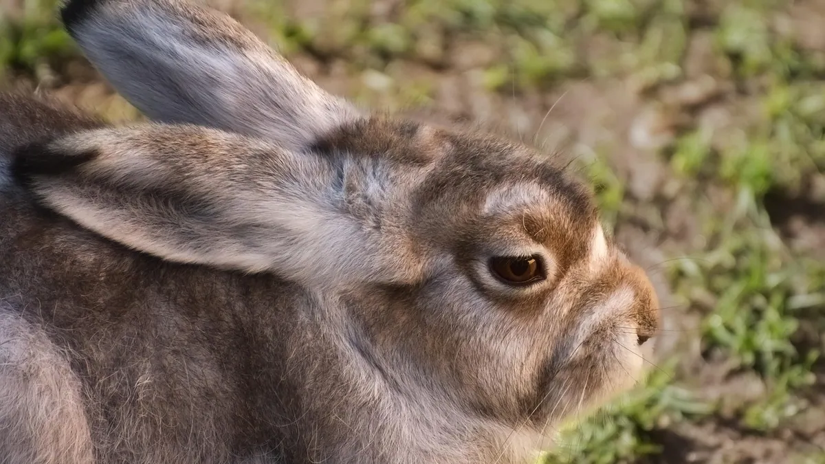 Why Is My Rabbit Itching Its Ears? Causes and Treatment