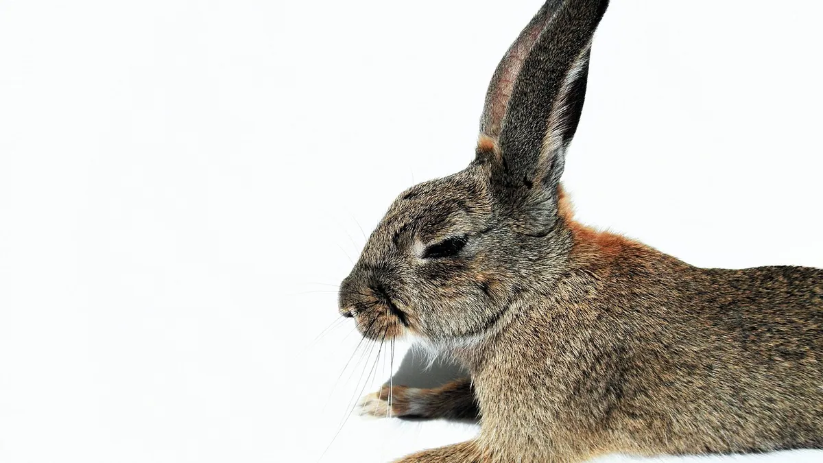 Why Is My Rabbit Laying Down So Much? Rest or Illness