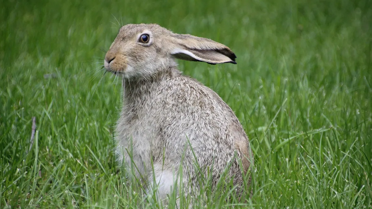 Why Is My Rabbit Leaning to One Side? Head Tilt Causes