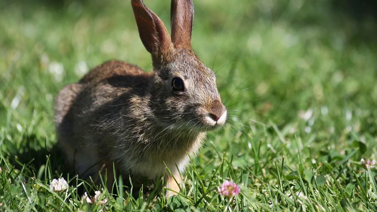 Why Is My Rabbit Obsessed With My Feet?