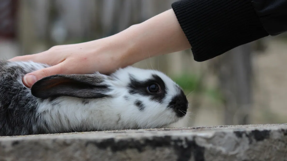 Why Is My Rabbit Licking or Biting Me? Behavior Explained