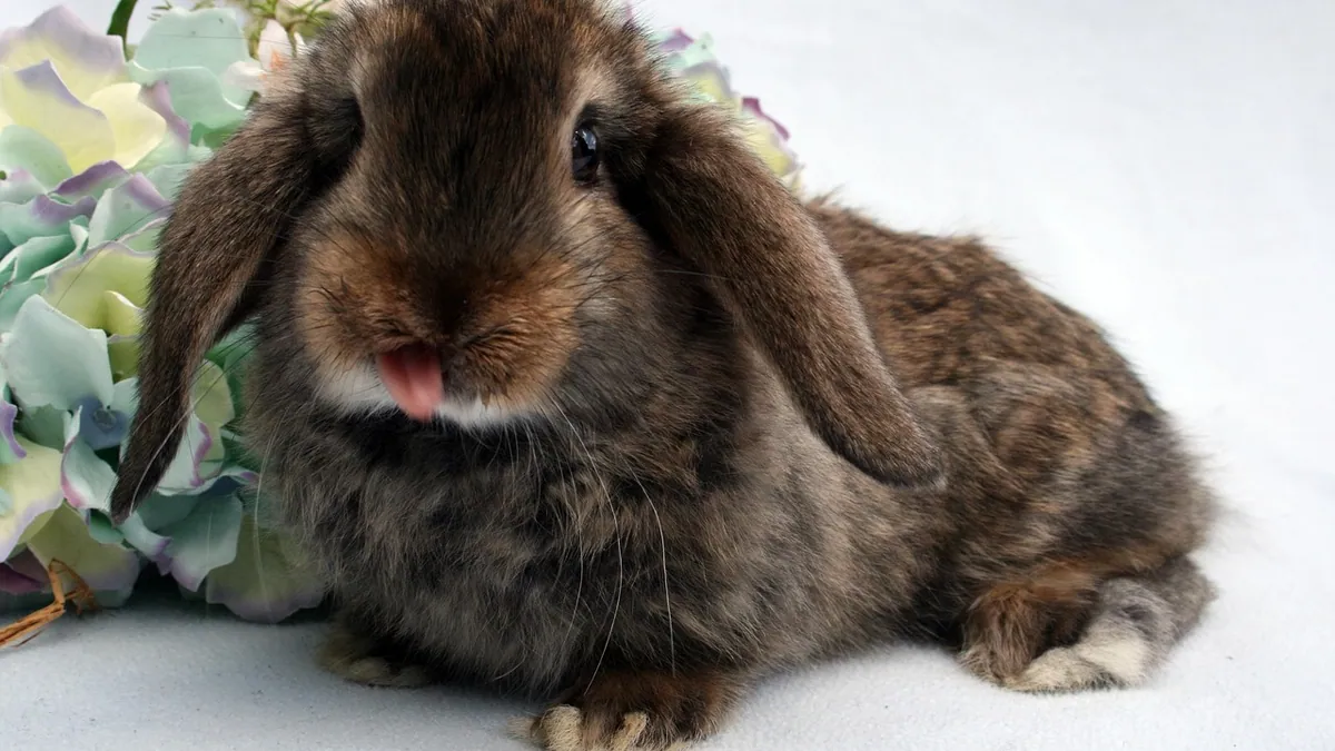 Why Is My Rabbit Licking or Digging the Floor?