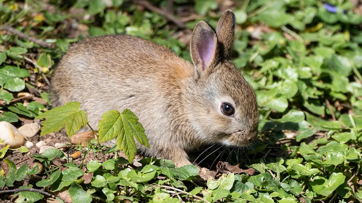 Why Is My Rabbit Licking Everything? Causes and Meaning