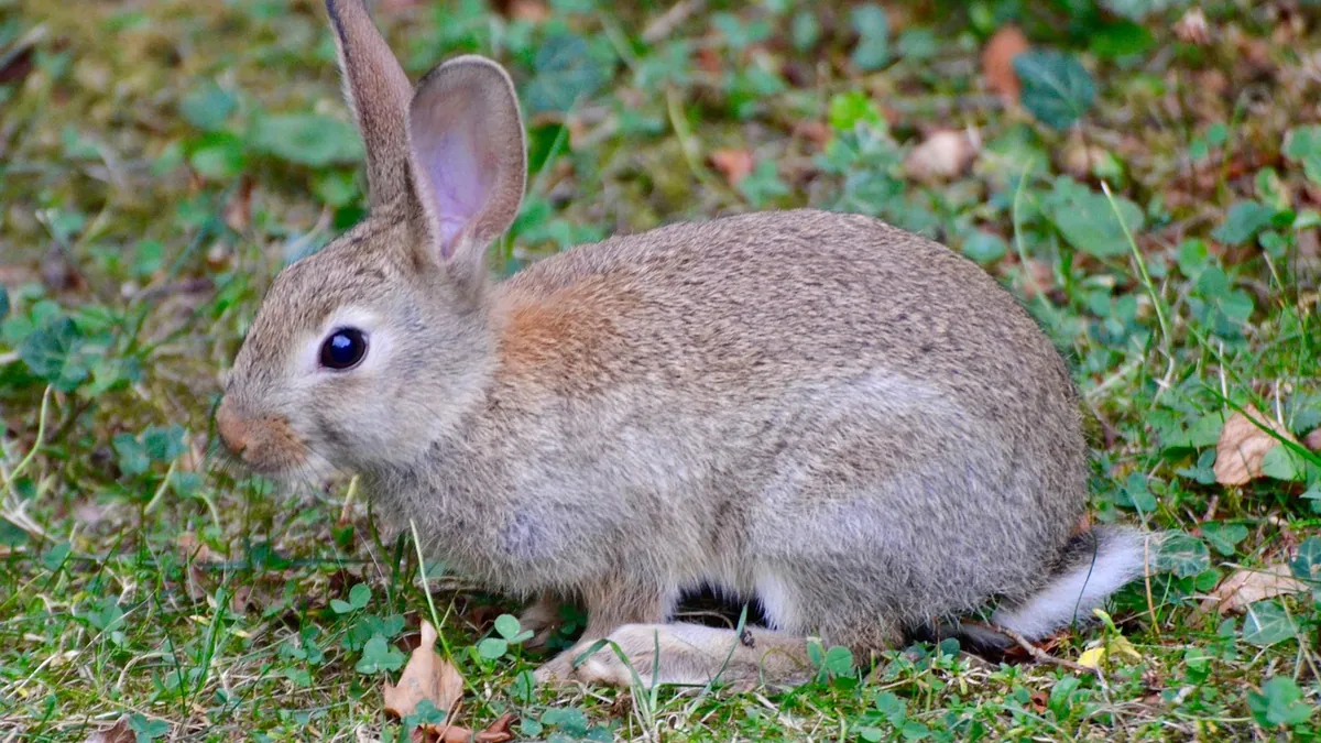 Why Is My Rabbit Losing So Much Fur?