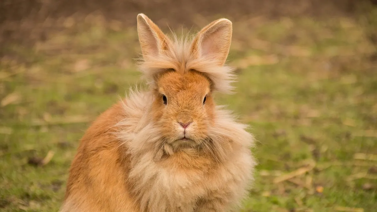 Why Is My Rabbit Losing Hair? Causes and What to Do