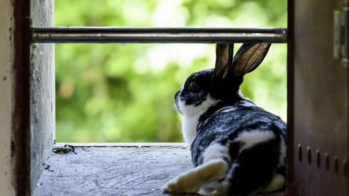 Why Is My Rabbit Lying on Its Side and Not Moving?