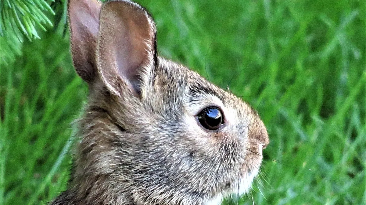 Why Is My Rabbit Making Weird Noises? What They Mean