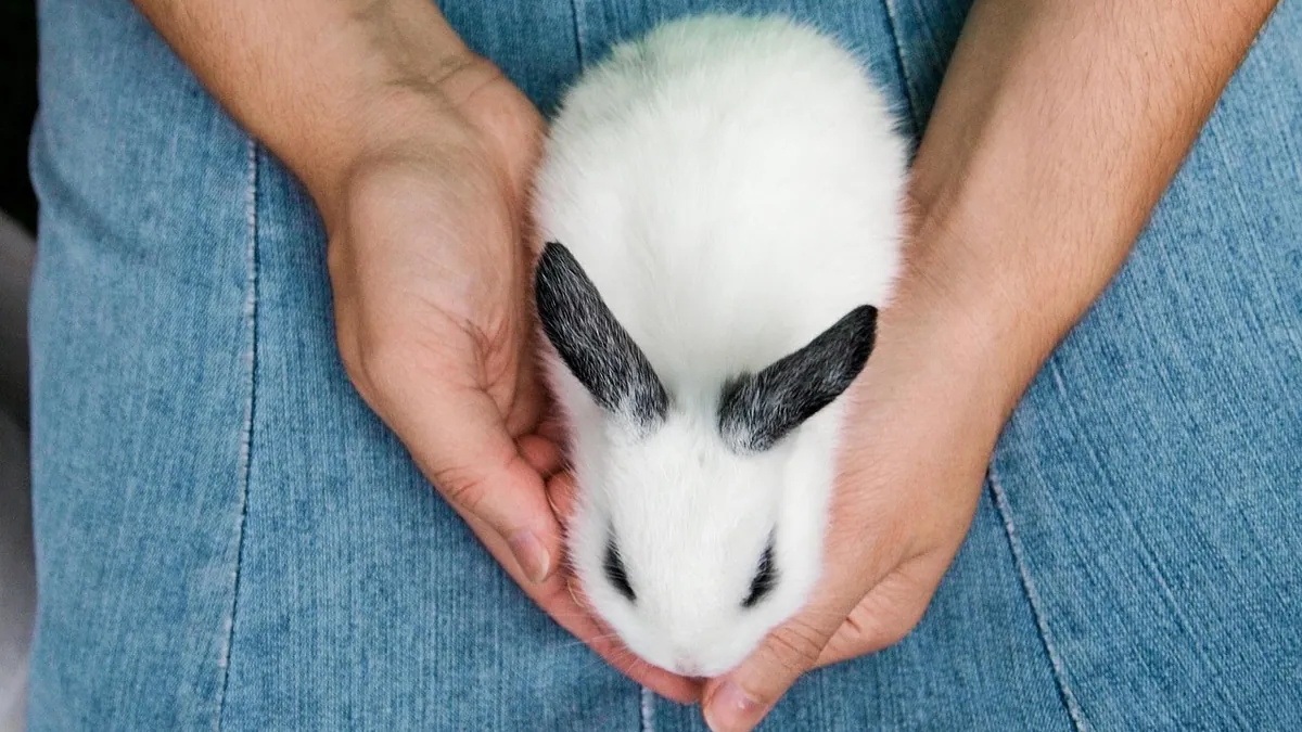 Why Does My Rabbit Nibble, Nudge, or Nip Me?