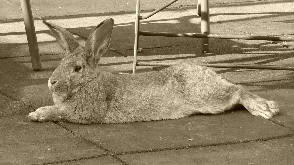 Rabbit Not Moving but Breathing: What to Do Right Now