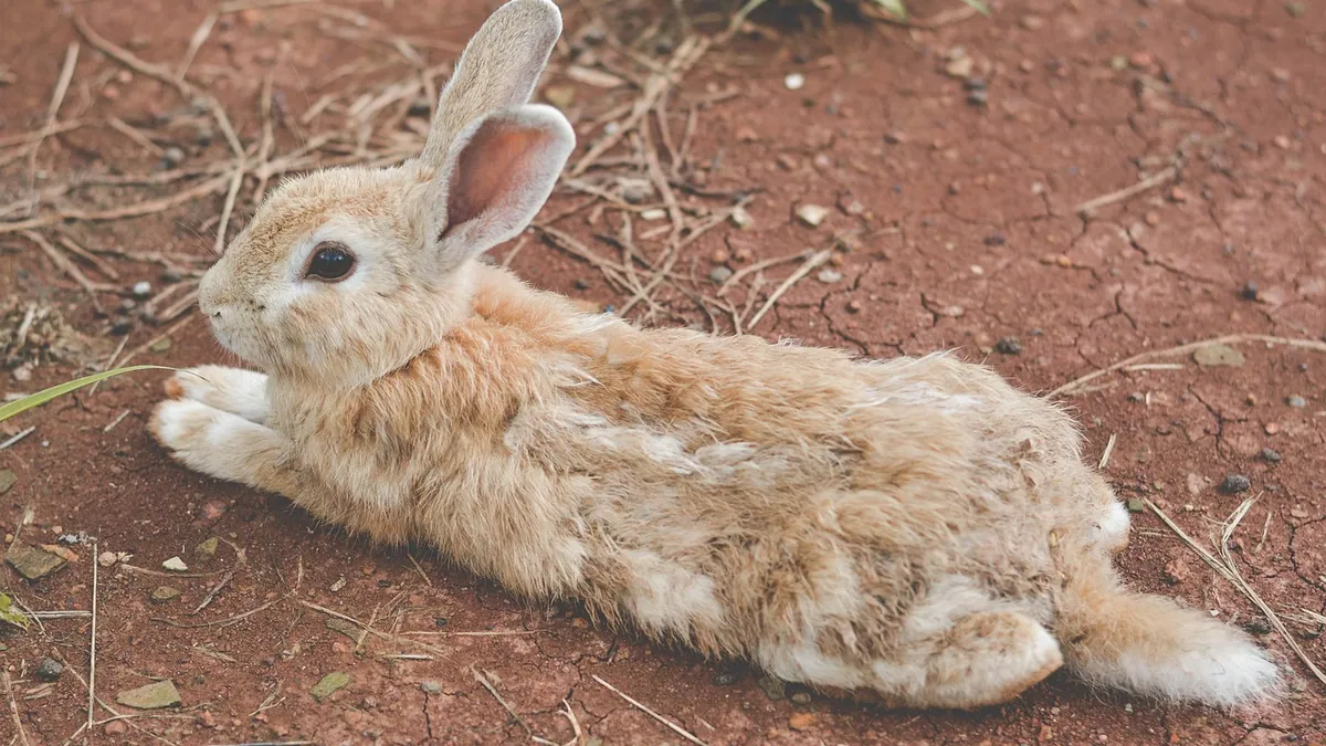 Why Is My Rabbit Not Moving? Causes and When to Worry