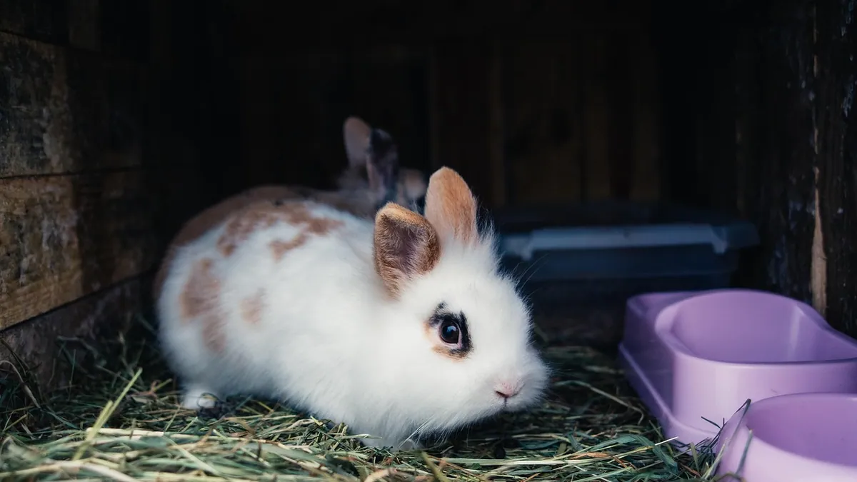 Rabbit Not Pooping but Acting Normal: When to Call the Vet