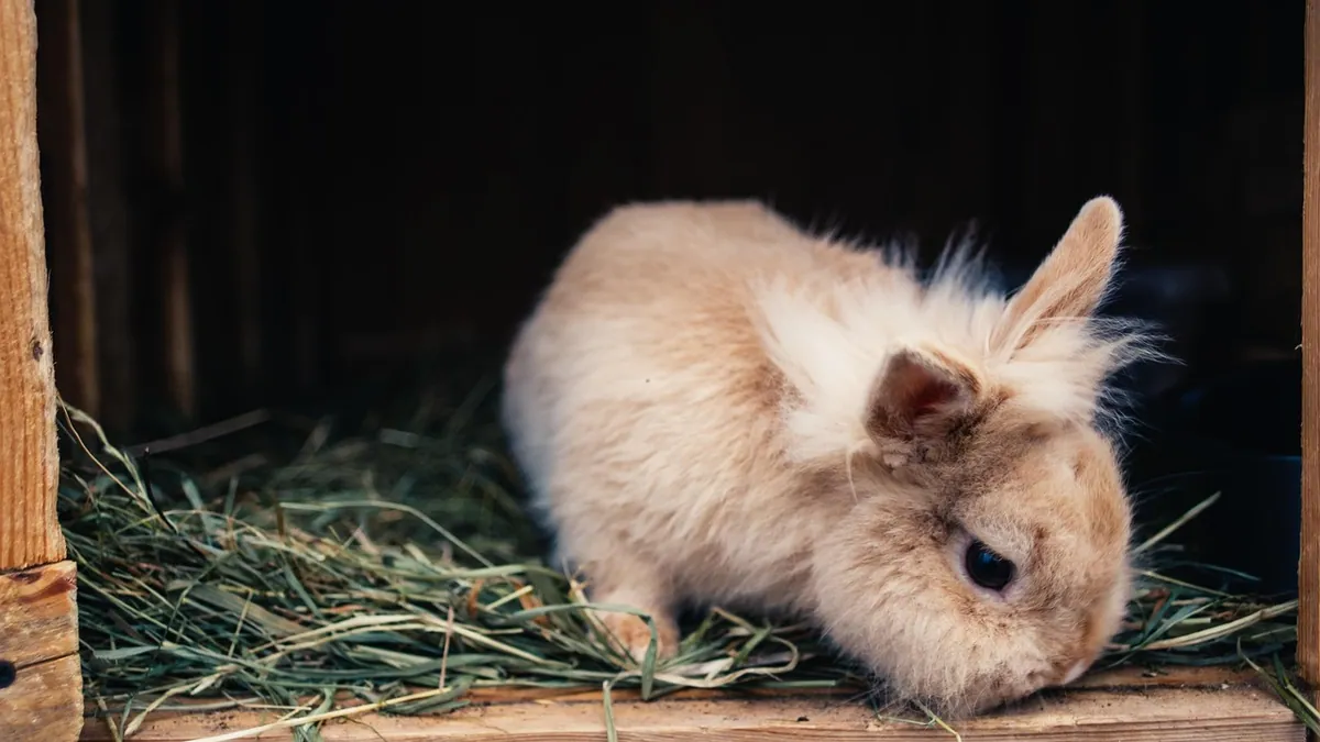 Rabbit Not Pooping: Causes, GI Stasis, and What to Do