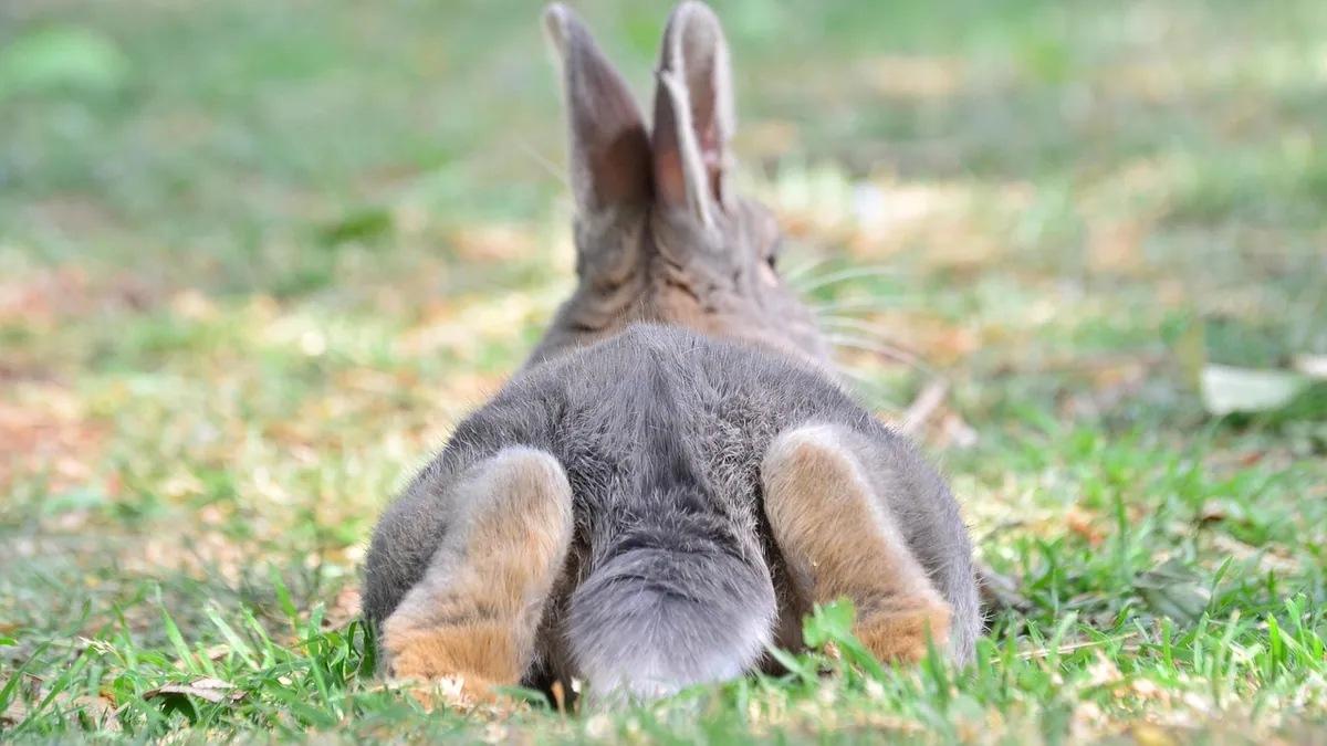 Rabbit Not Using Back Legs: Causes and What to Do