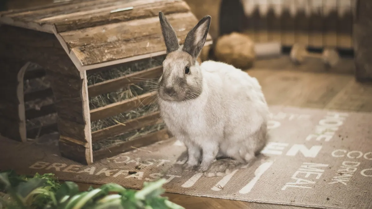 Why Is My Rabbit Not Using the Litter Box Anymore?