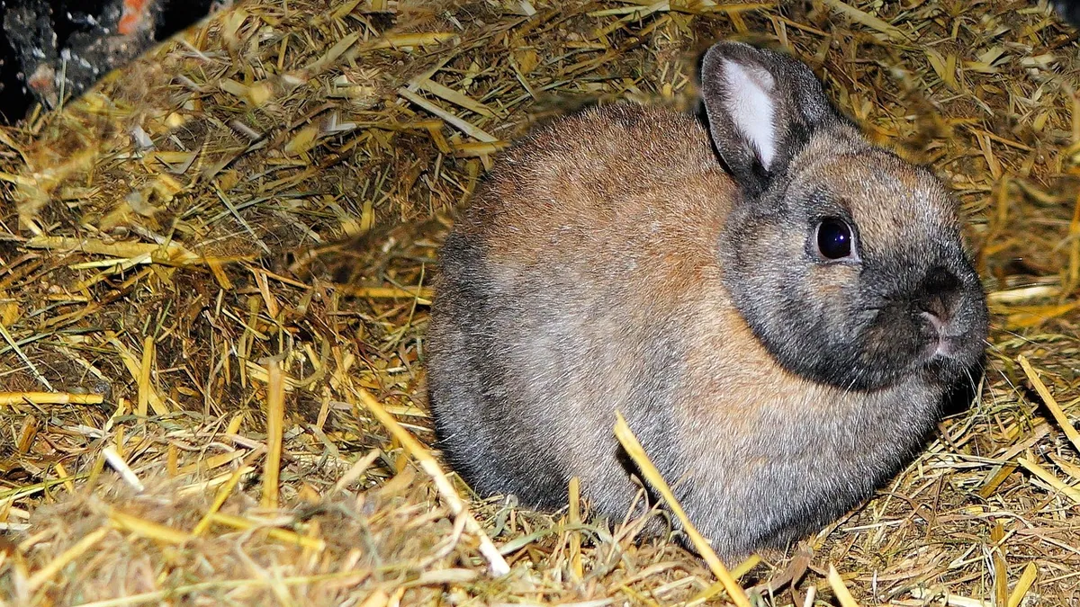 Rabbit Only Eating Pellets and Not Hay: Why It Matters