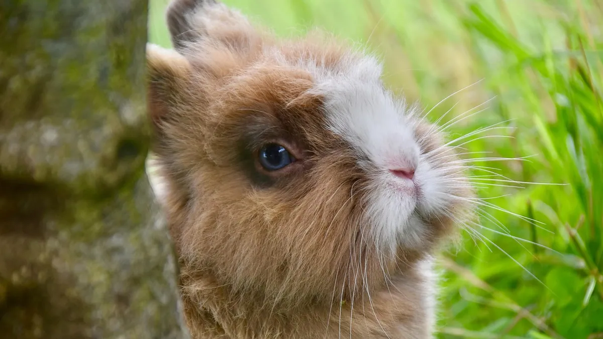 How to Tell If Your Rabbit Is in Pain and Help It