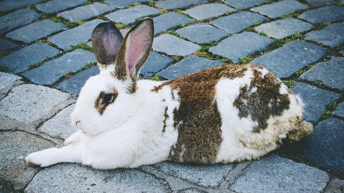 Why Is My Rabbit Peeing on Me?