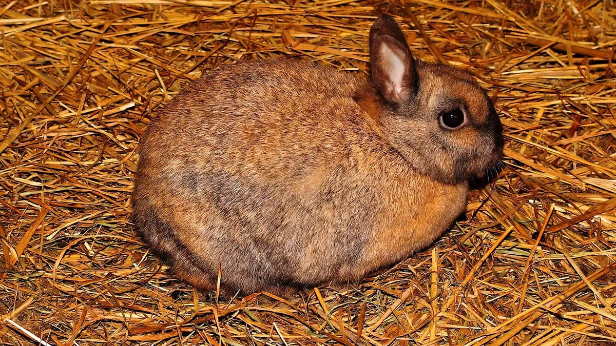 Is It Normal for Rabbits to Poop and Pee a Lot?