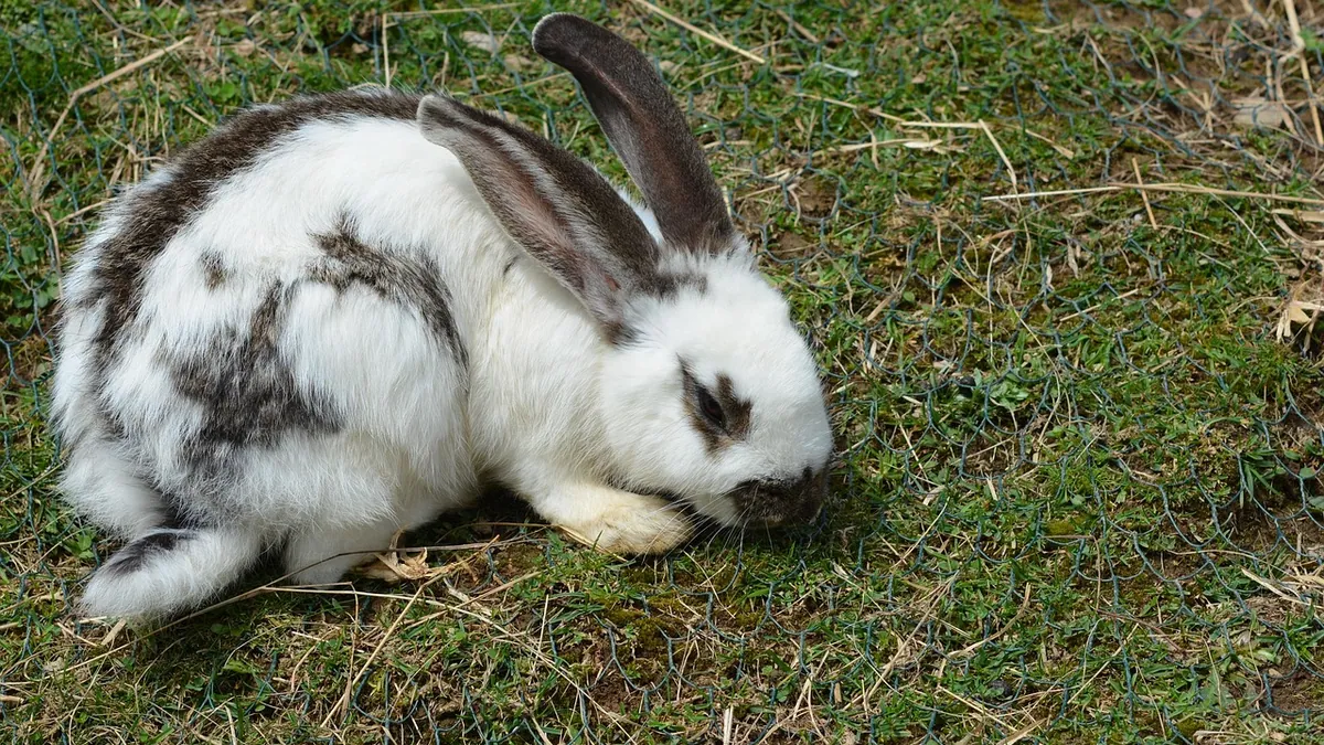 Why Is My Rabbit Pulling Her Fur Out? Nesting or Illness