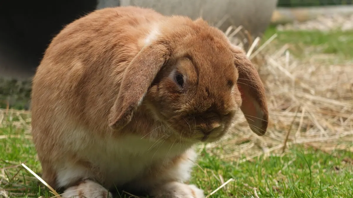 Why Does My Rabbit Run Circles Around Me?