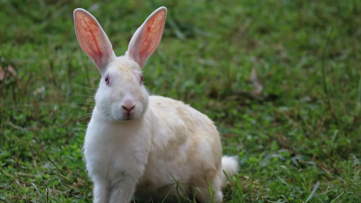 Why Is My Rabbit Staring at Me? What It Means