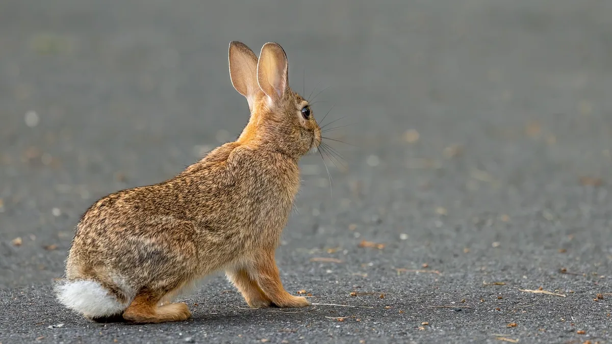 Why Does My Rabbit Wag or Wiggle Its Tail?