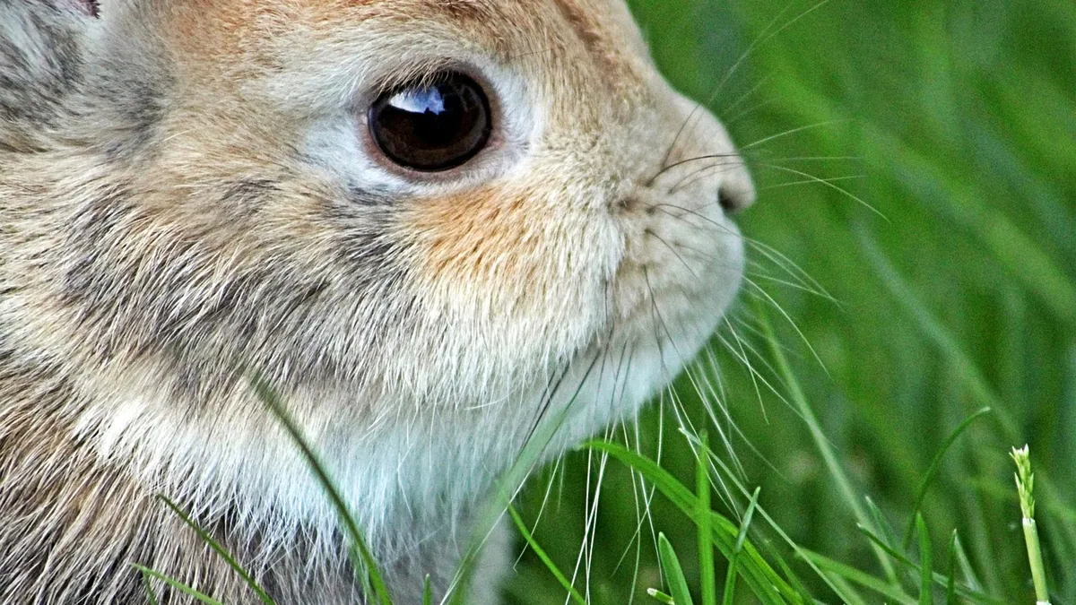 Why Is My Rabbit Grinding Its Teeth? Normal or Pain?