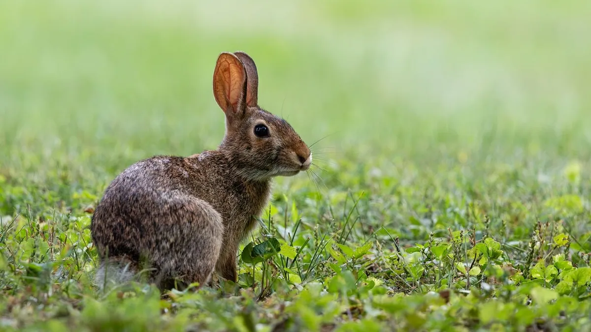 Why Does My Rabbit Thump or Growl at Me?