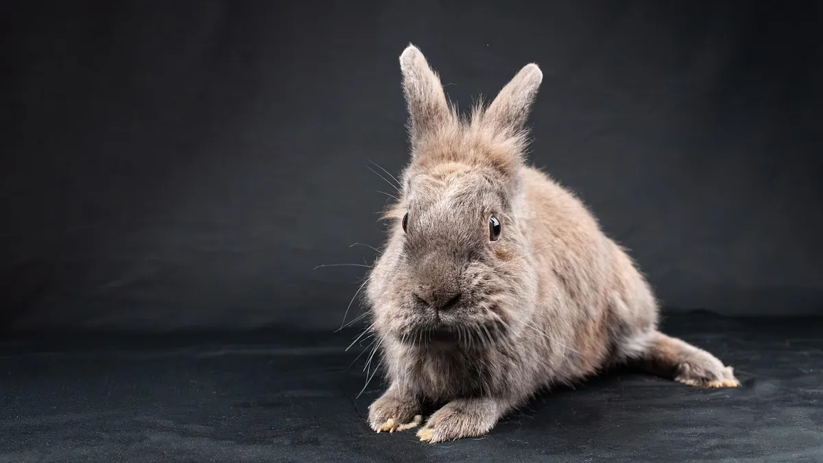 Why Is My Rabbit Thumping? What Foot Thumping Means
