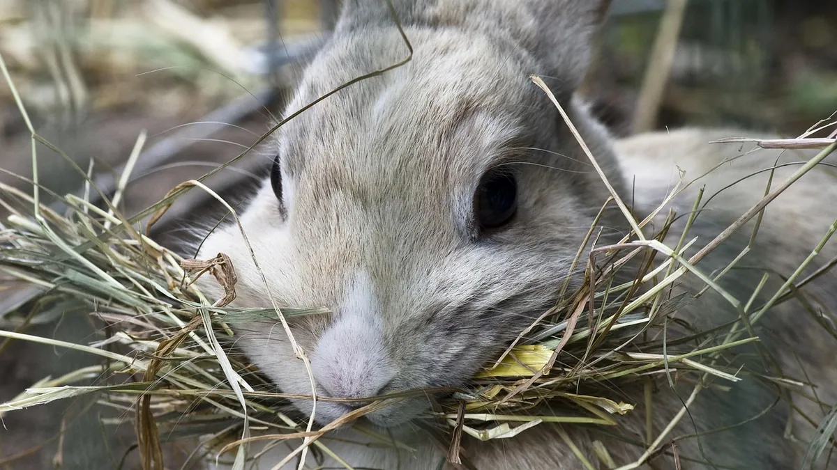 My Rabbit Won't Eat Hay: What to Do