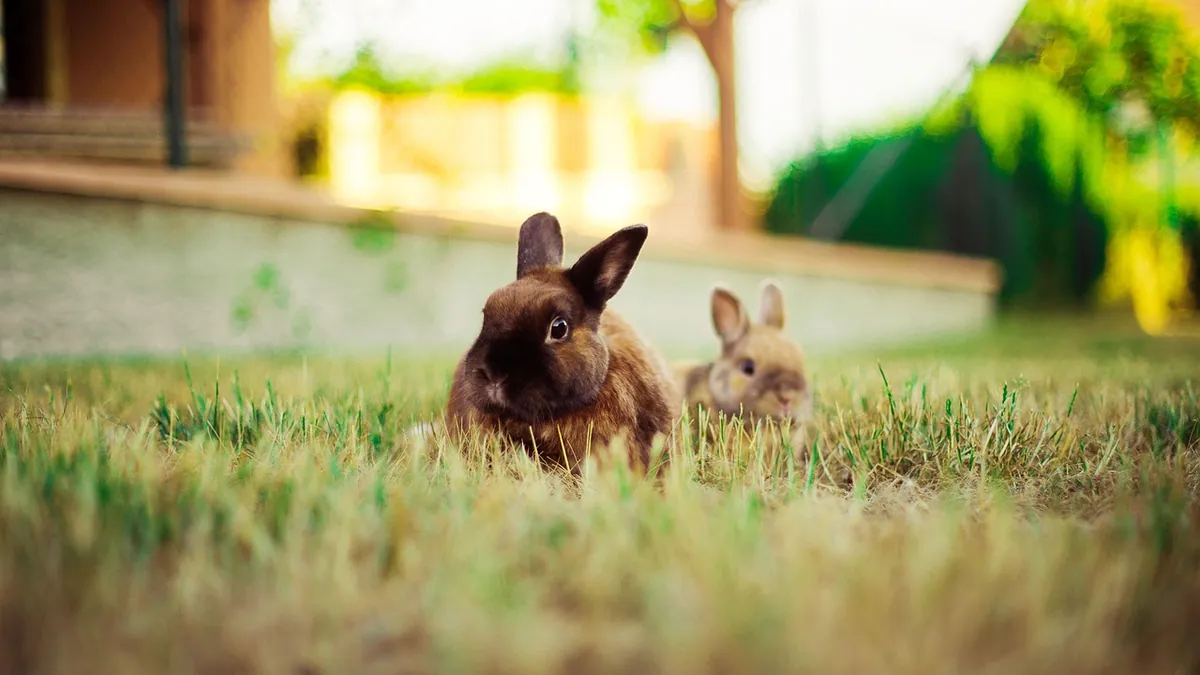 Why Is My Rabbit Zooming Around? Bunny Zoomies Explained