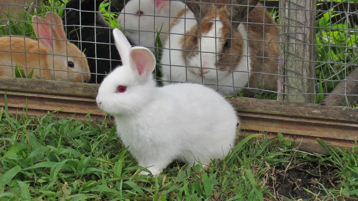Can Rabbits and Chinchillas or Guinea Pigs Live Together?