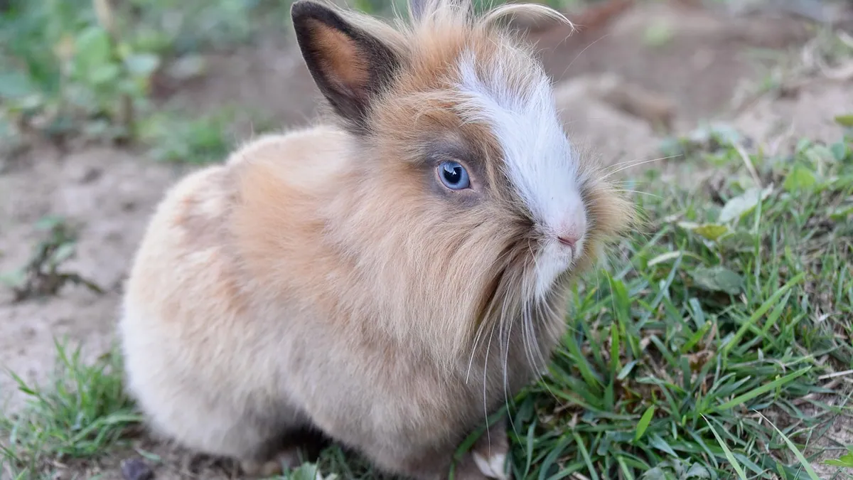 Can Rabbits, Guinea Pigs, and Hamsters Eat Applesauce?