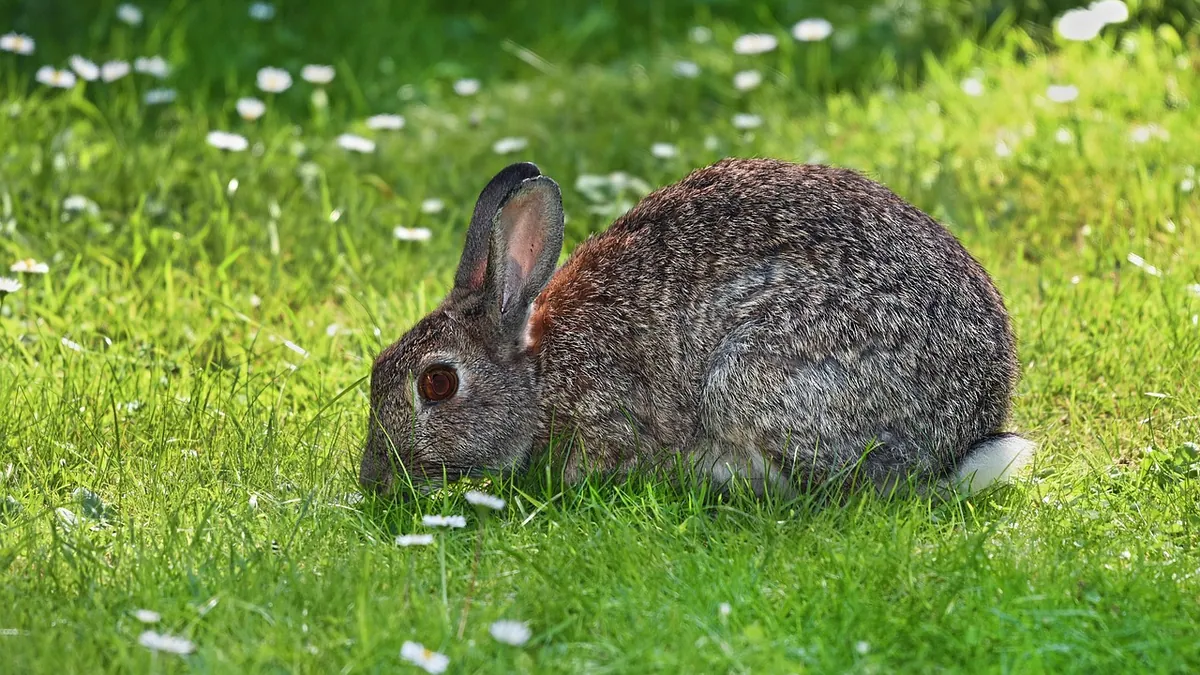 Can Rabbits and Guinea Pigs Eat Mint, Basil, and Pepper Leaves?