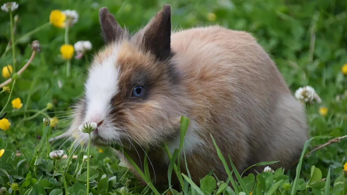 Can Rabbits and Guinea Pigs Eat Spinach and Kale?