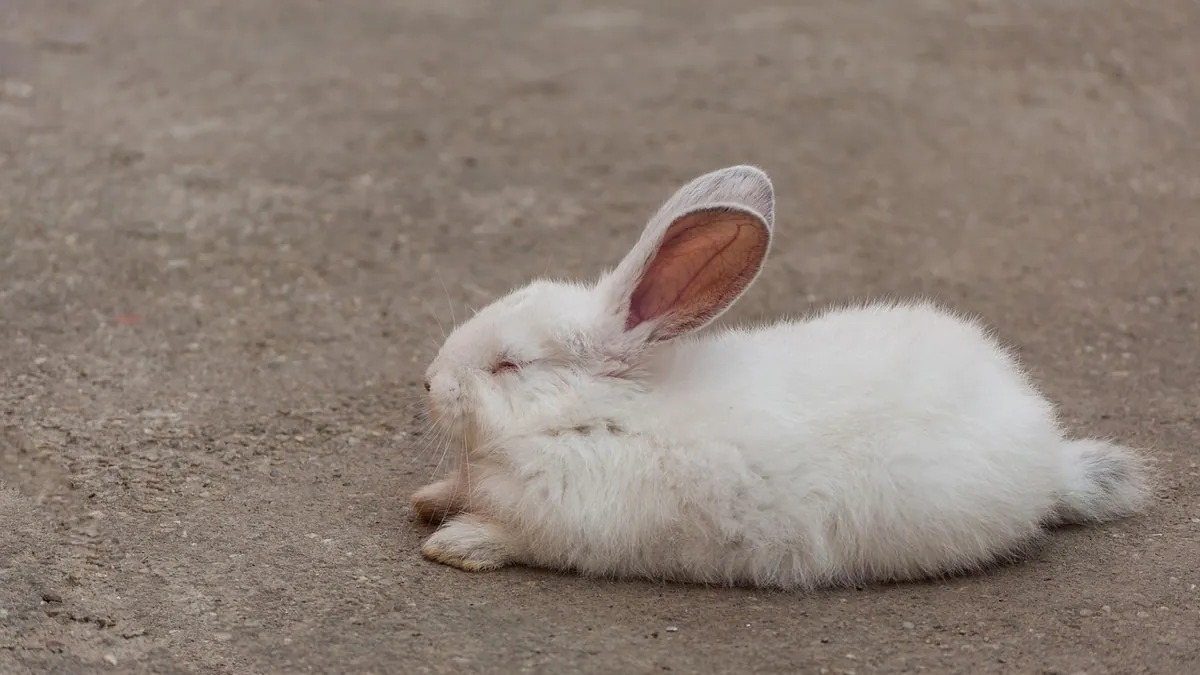Why Do Rabbits Sleep With Their Eyes Open?