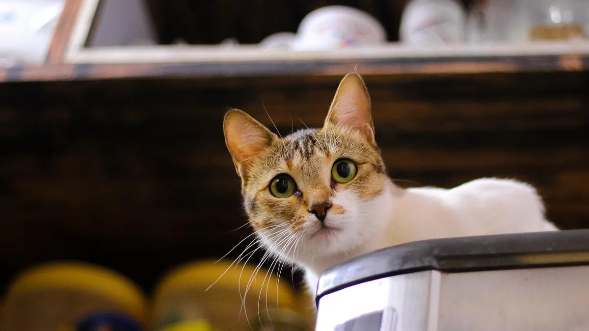 Rabies in Cats: Timeline, Incubation, and Stages