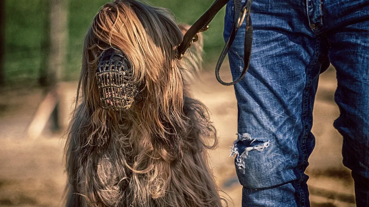 Rabies in Dogs: Treatment Options and What Happens Next